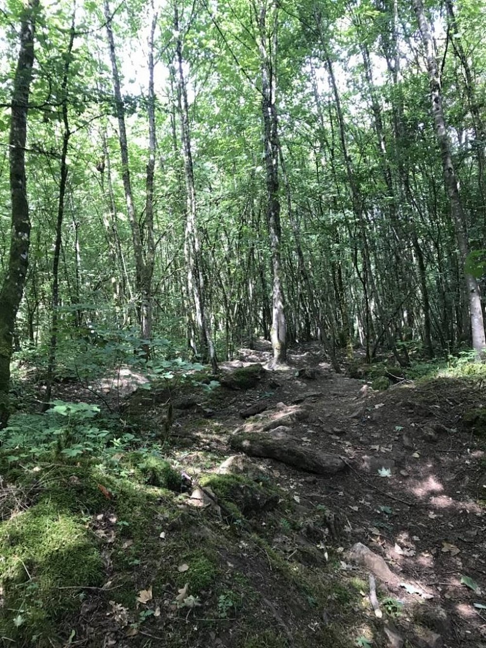 Der Weg führt durch den Wald auf dem "Gaalgebierg" bei Belvaux