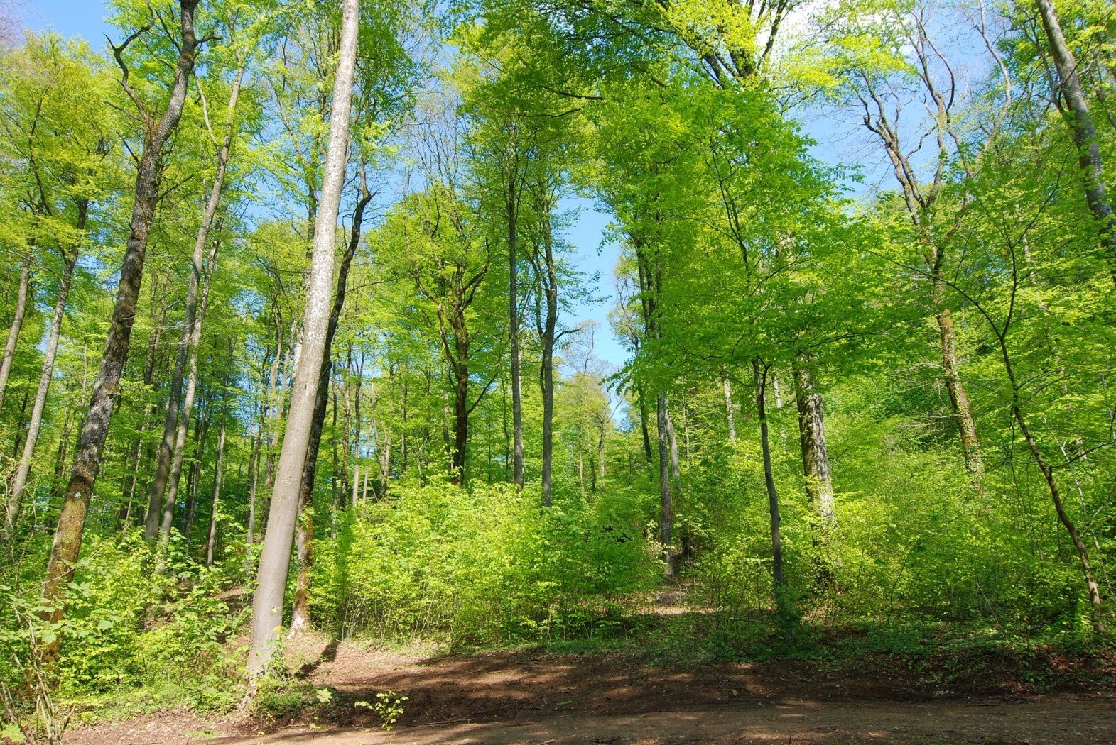 Naturschutzgebiet Ellergronn
