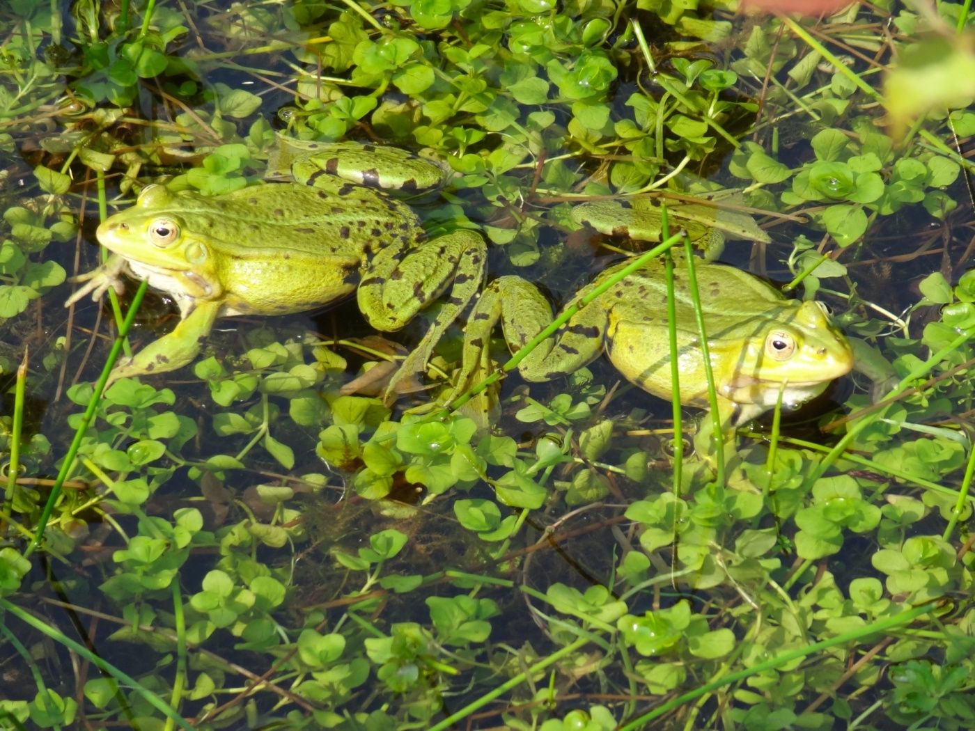 Das Naturreservat "Giele Botter" ist ein Habitat für viele diverse Spezies