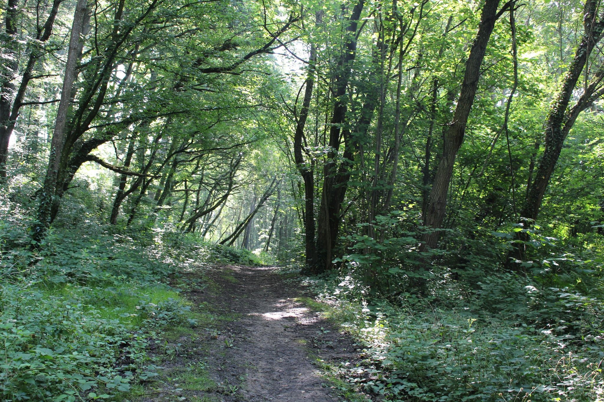 Auto-Pédestre Wanderweg Bergem