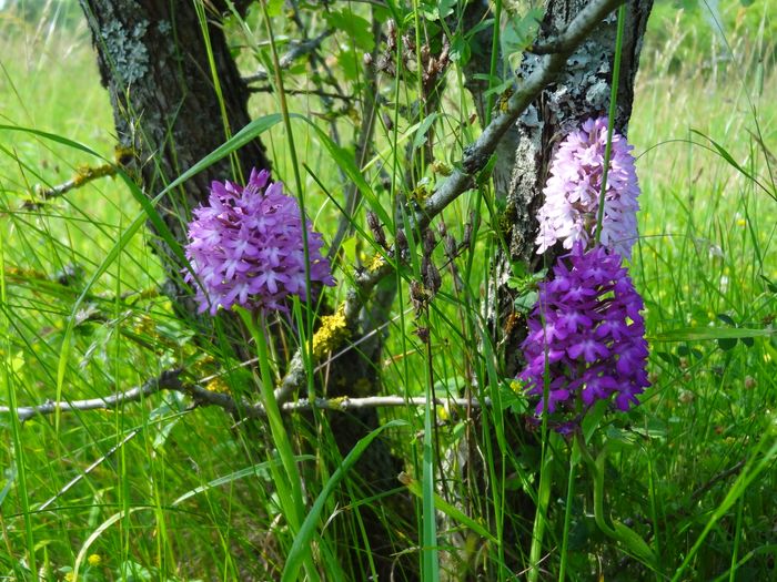 Gros plan d'orchidées rose-violet au milieu d'une prairie verte au printemps