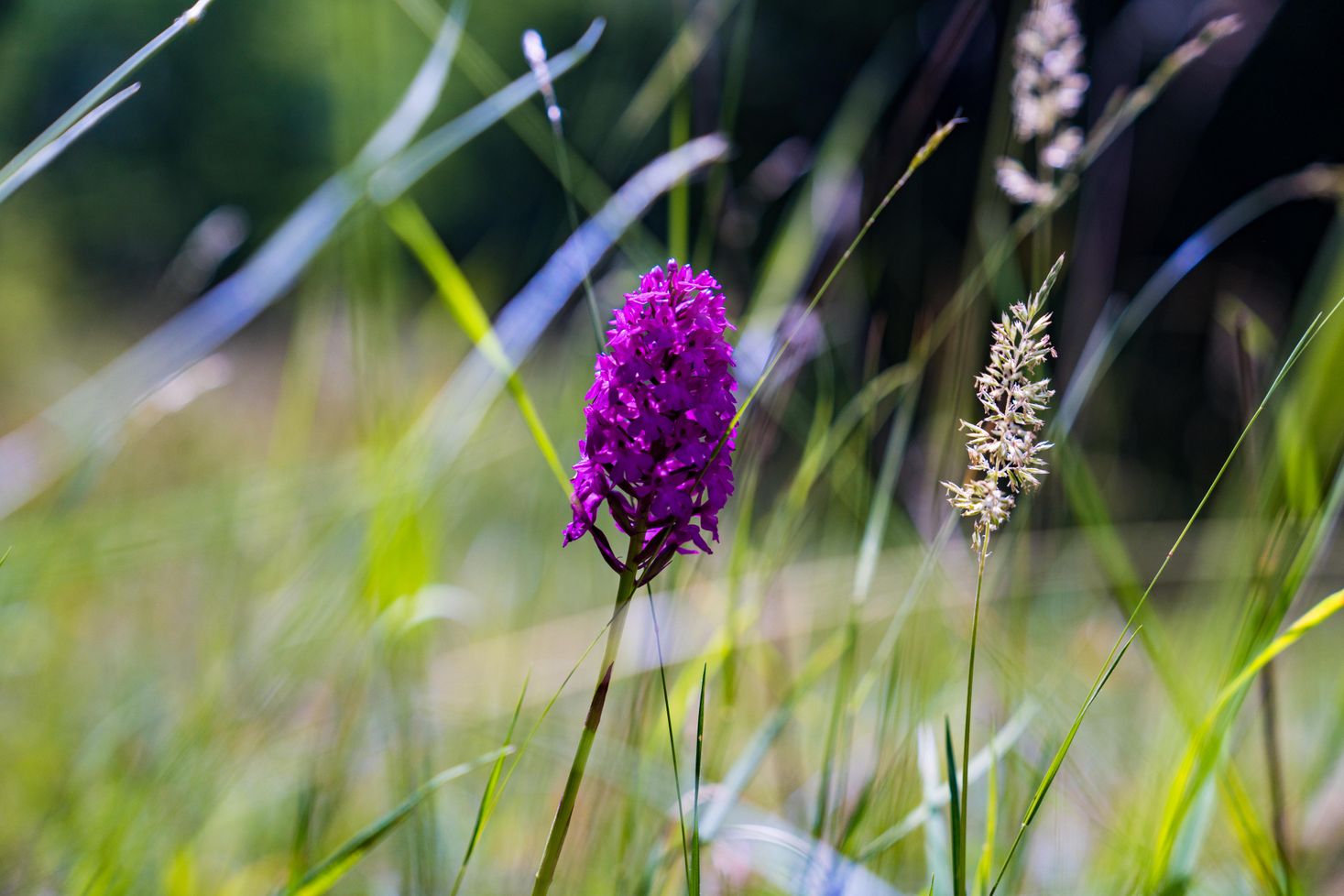 Une orchidee violette dans les réserves naturelles