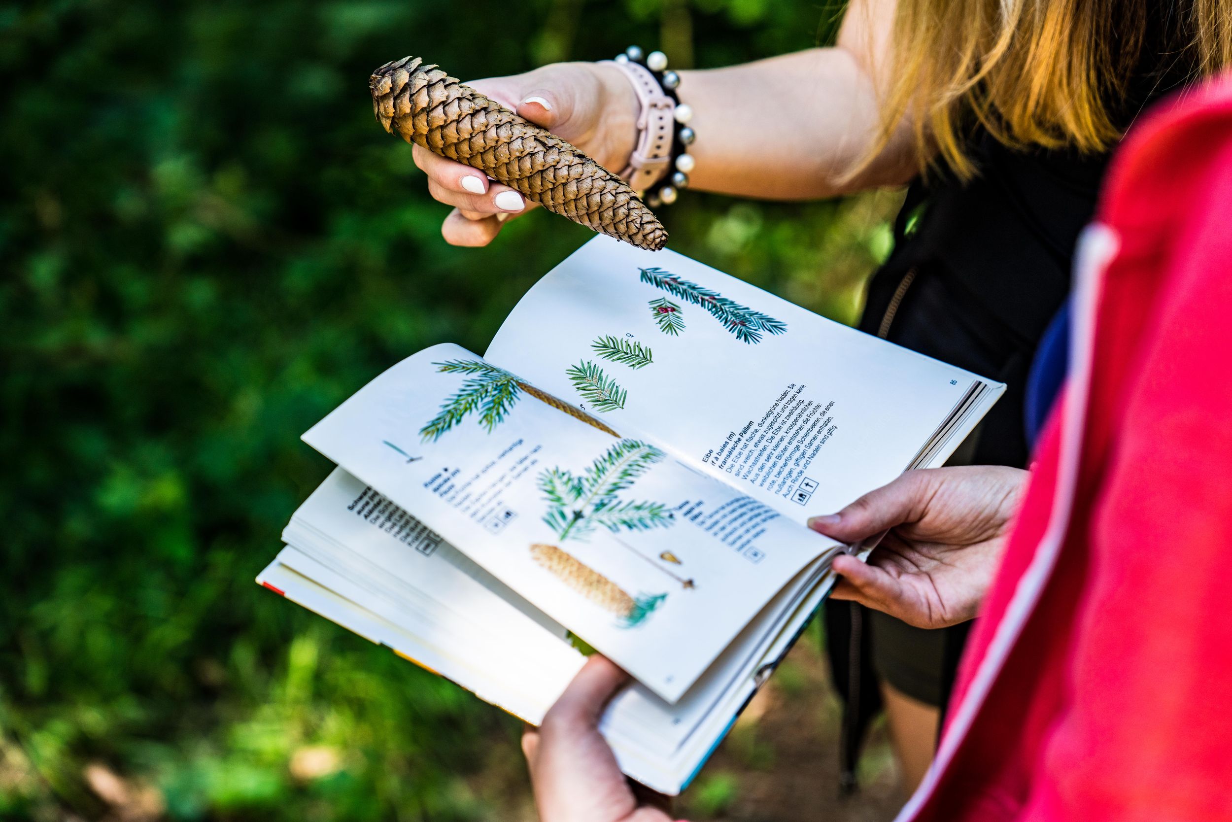 Wanderer bestimmen die Art eines Tannenzapfens anhand eines Infoblatts