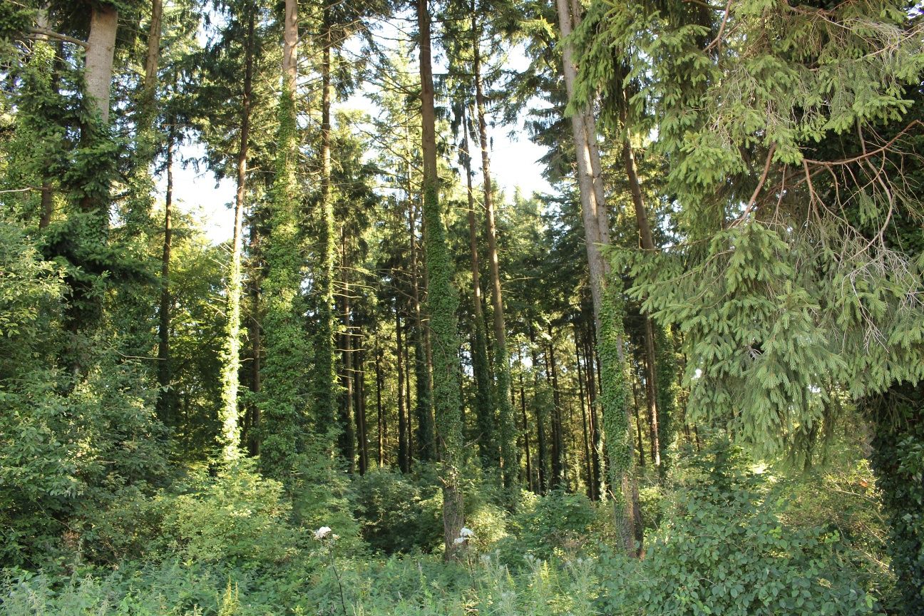 Auto-Pédestre Wanderweg Differdange