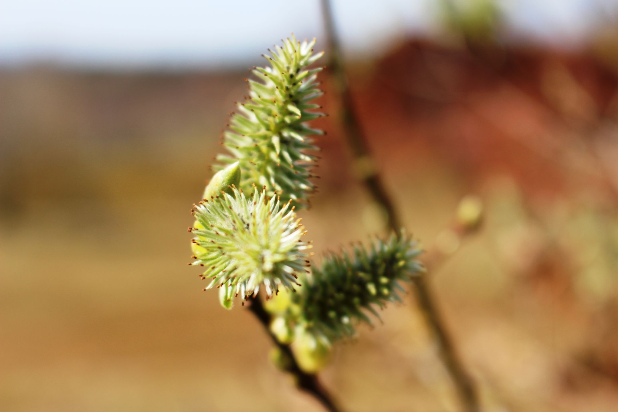 Gros plan sur les bourgeons en fleurs au printemps dans l'une des réserves naturelles de Minetts. Le sol rouge caractéristique est visible à l'arrière-plan.