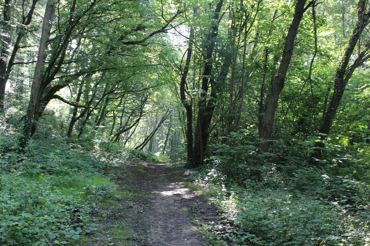 Auto-Pédestre Wanderweg Bergem