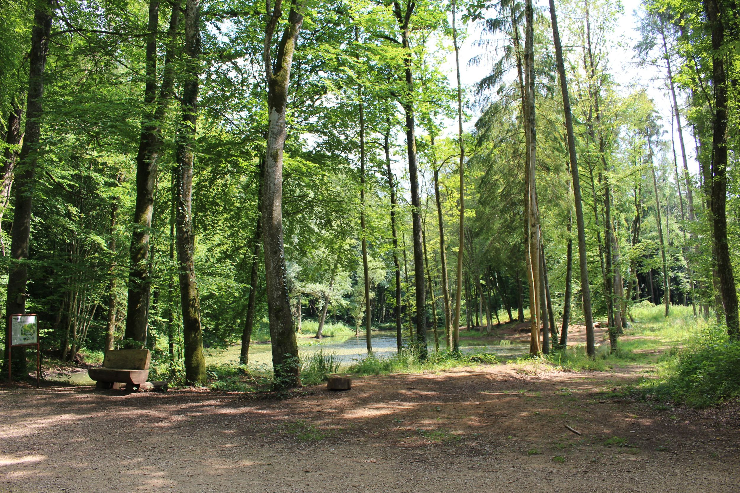 La nature verte brille dans la réserve Ellergronn 